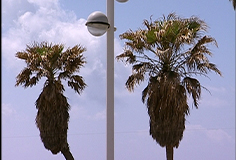 MISAFA LESAFA - D'une Langue à l'autre - Nurith Aviv (2004)